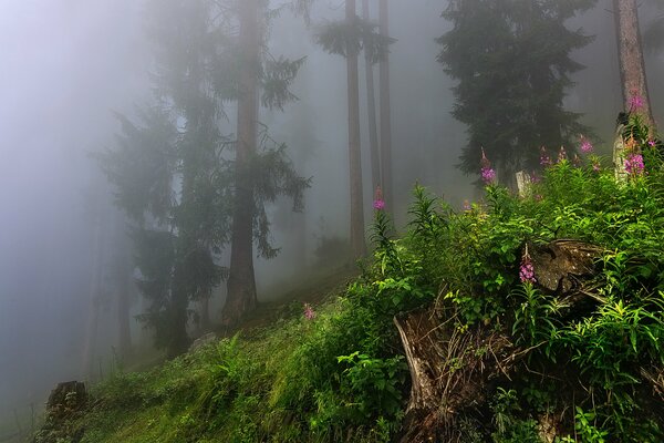 Ivan-té en el bosque de niebla