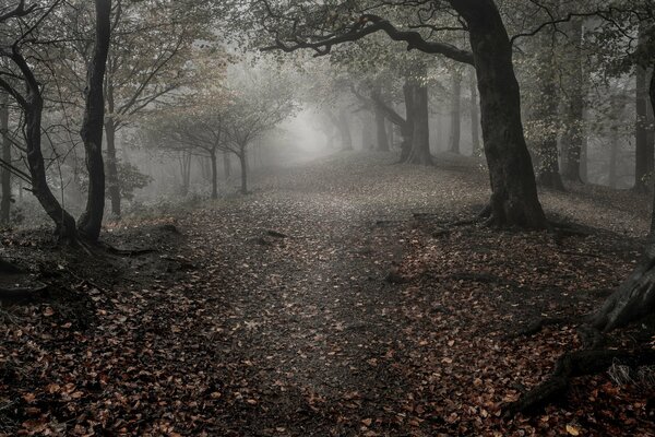 Neblige Gasse im dunklen Wald