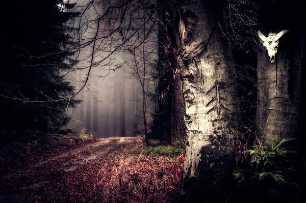Foresta segreta con strada nel vuoto