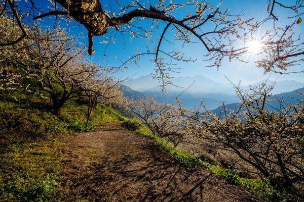 Bosque de primavera en el fondo de las montañas