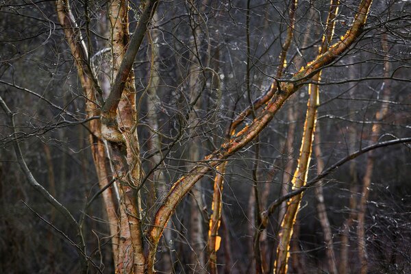 Foto von sonnenbeschienenen Zweigen eines Baumes