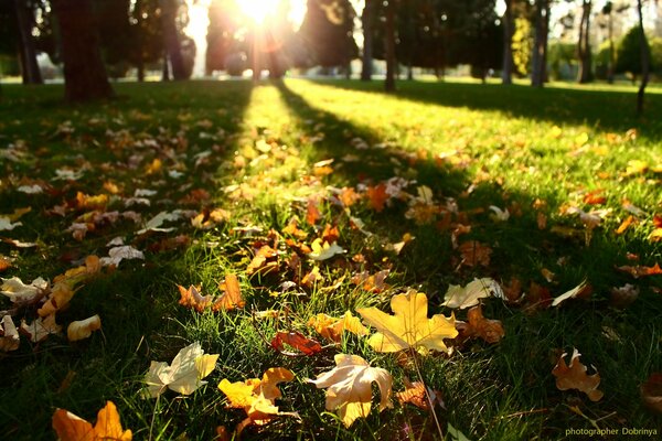 Herbstblätter auf grünem Gras