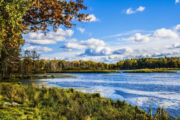 Rive de la rivière de la forêt