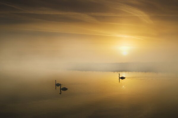 Swans on the lake in the morning fog