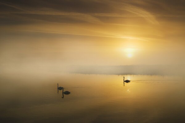 Cisnes en el lago en la niebla de la mañana