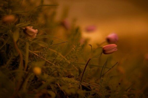 Pequeñas flores delicadas en musgos