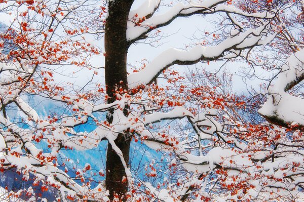 На ветках деревьяв зимой замёрзшие ягоды