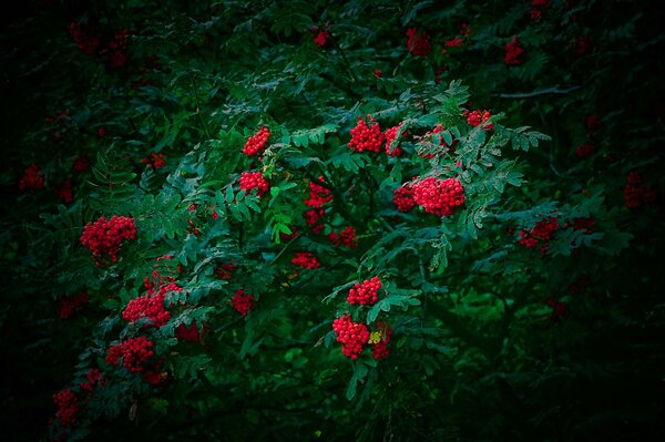 Beeren im Wald sammeln