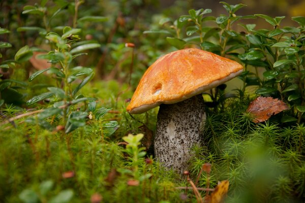 Les tentations de la chasse tranquille dans le sous-bois moussu aux canneberges