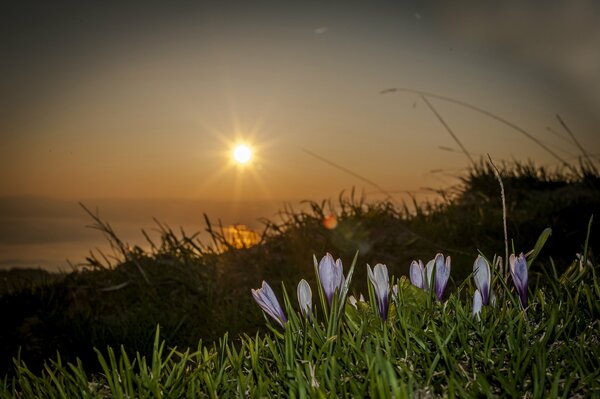 Flores grandes al atardecer