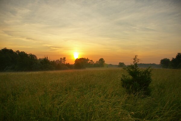 Pradera al amanecer del día de verano