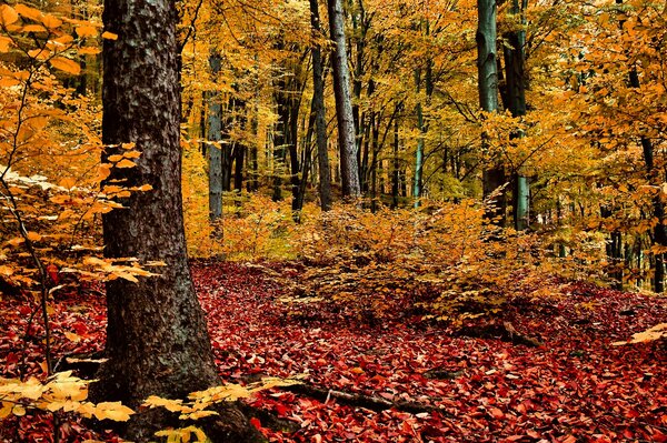 Foresta coperta da un tappeto rosso-giallo di foglie