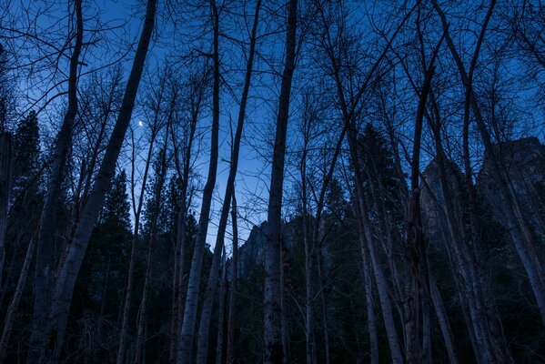 Nachts wird der Bergwald die Landschaft faszinieren