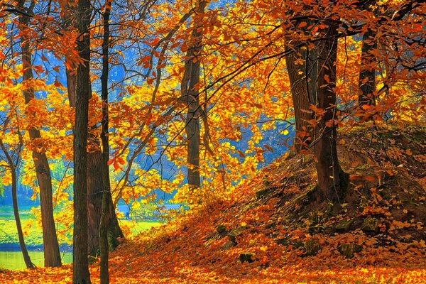 Bosque de otoño a la luz del sol