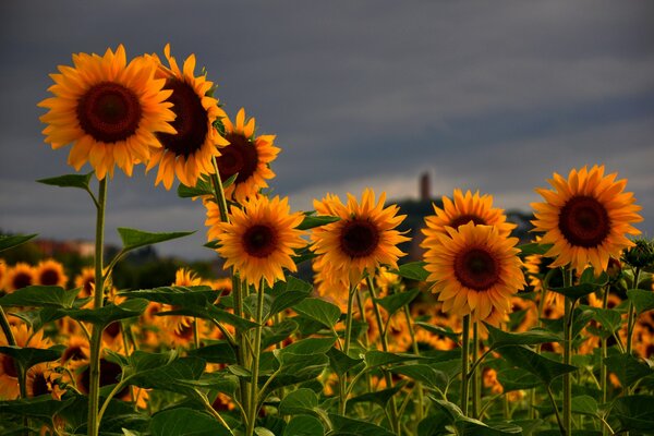 Bright sunflowers on a gray sky background