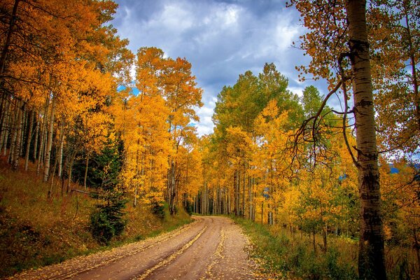 Camino de otoño a través del bosque brillante