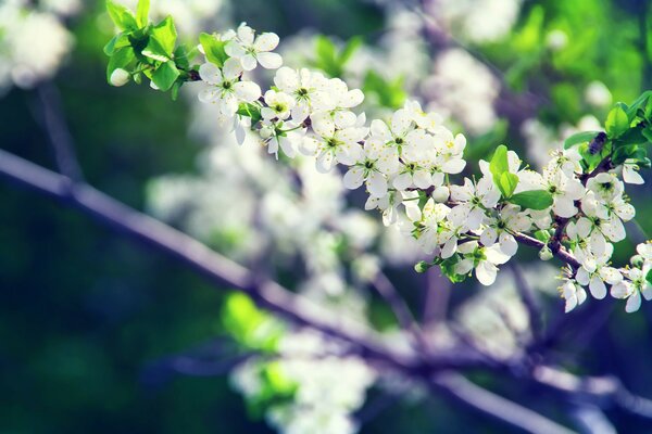 Im Frühling blühen Blumen an den Bäumen