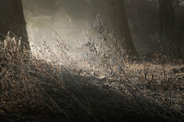 Dry grass in the forest with dew