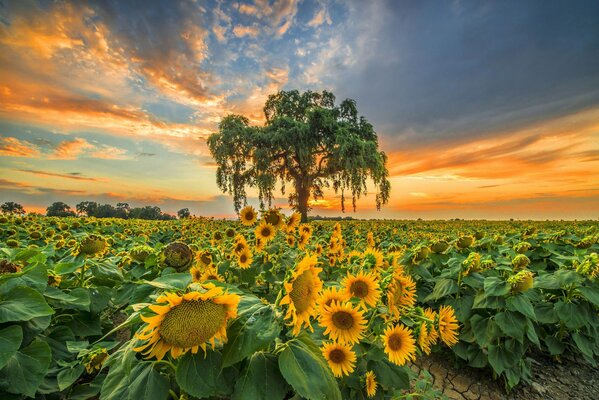 Sonnenblumenfeld auf Sonnenuntergang Hintergrund