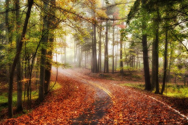 Route asphaltée dans la forêt d automne