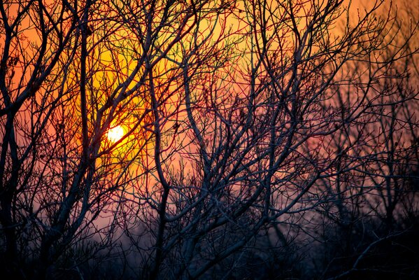 Zweige der Bäume vor dem Hintergrund eines hellen Sonnenuntergangs