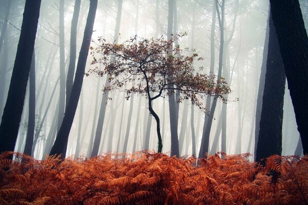 Die Landschaft des nebligen , herbstlichen Waldes