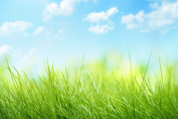 Natur mit Wolken und Gras . Himmel und Gras 