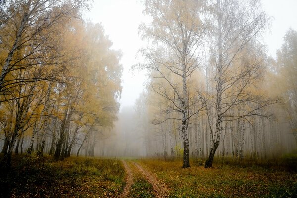 Herbstliche Natur. Wald. Pfad