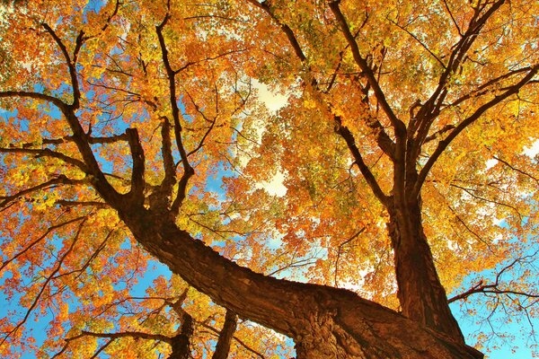 Enorme árbol cubierto de follaje de otoño