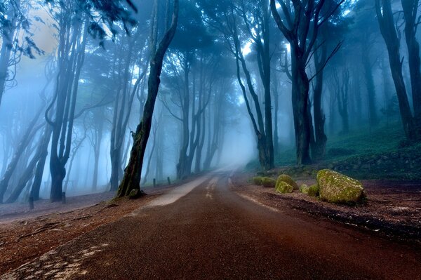 Portugal foggy forest with road