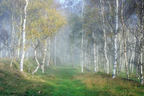 Scenic trail in the birch forest