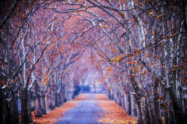 Avenue of autumn trees