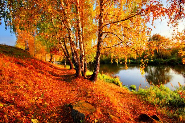 Abedules con follaje de otoño se inclinan sobre el río