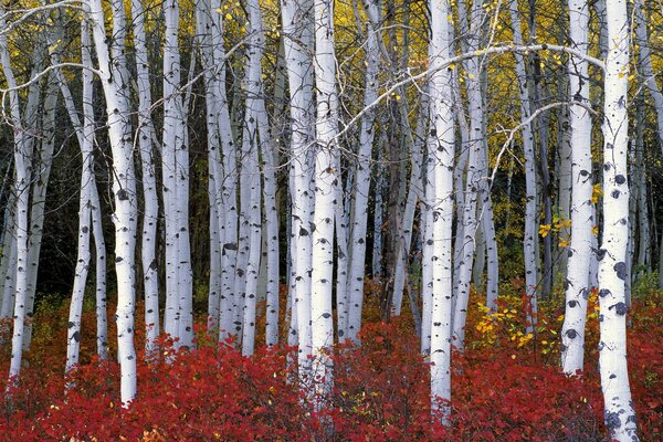 Árboles coloridos en el bosque de otoño