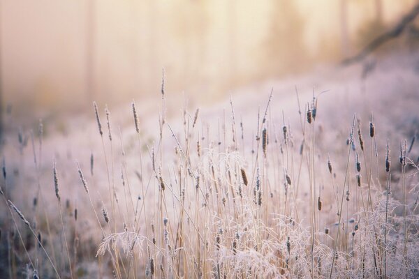 Grass illuminated by the sun and covered with frost