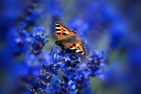 Papillon inflorescence urticaire papillon