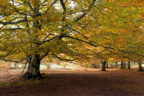 Die Natur wartet auf den Herbst, um sich auszuruhen