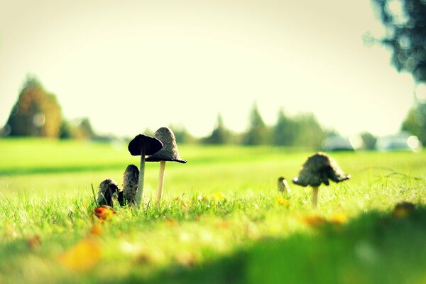 Mushrooms on long thin legs grow in a sunny green forest clearing
