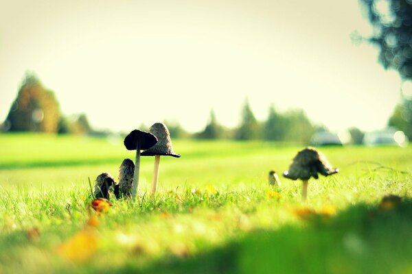 Les champignons sur de longues jambes minces poussent dans une clairière de forêt verte ensoleillée