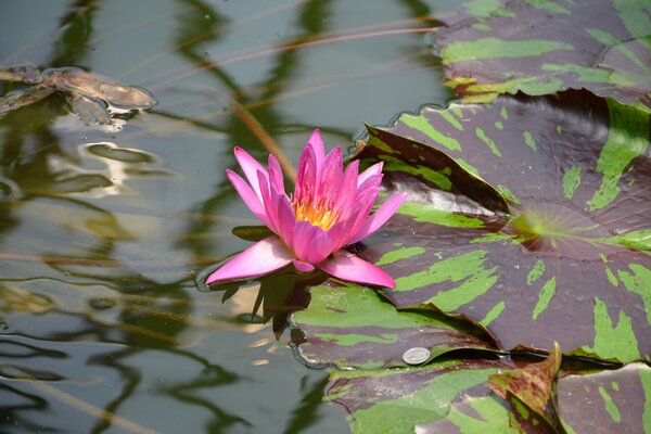 A coin on a lotus leaf