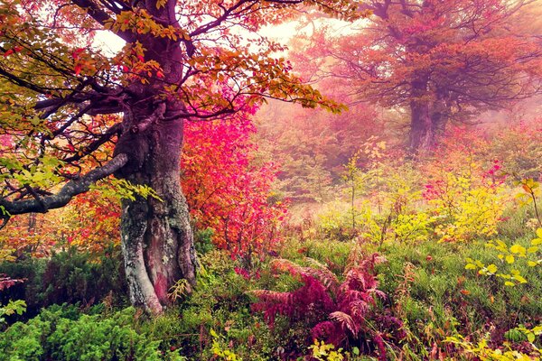 Paesaggio autunnale nella foresta con foglie