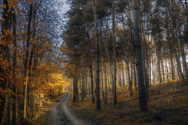 Der Weg, der in den Sonnenuntergang im Herbstwald führt