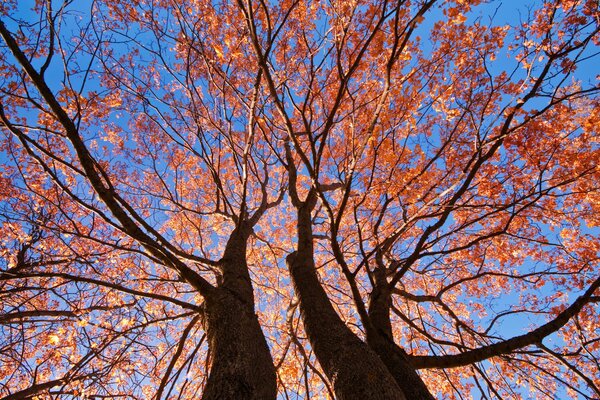 Der Himmel unter den Herbstblättern