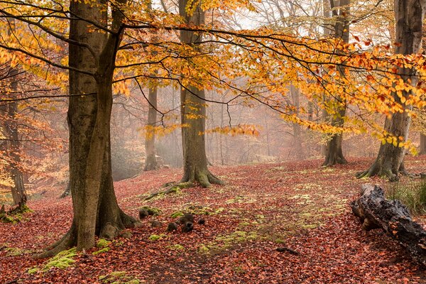 Gelbe Bäume im Wald