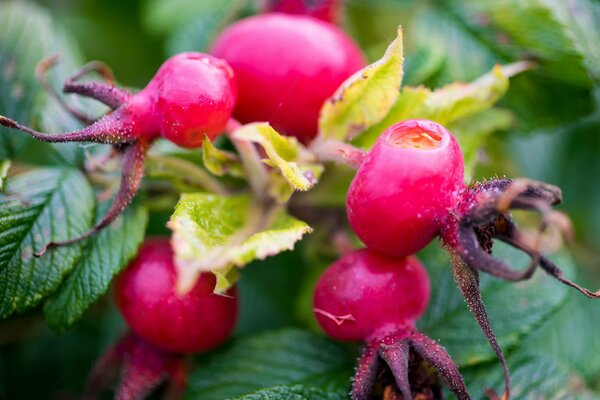 Bacche di rosa canina circondate da foglie