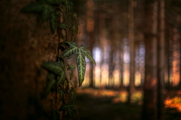 Dark forest and beautiful leaves close up