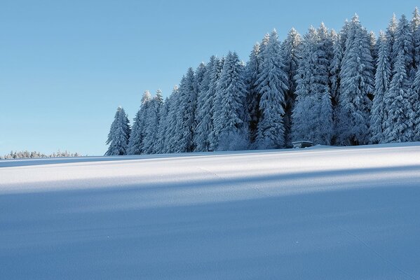 Bosque de invierno. Naturaleza Virgen