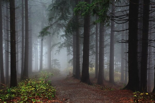 Brouillard dans la forêt de conifères