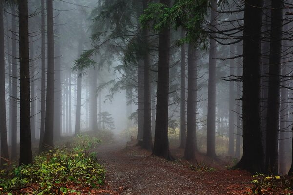 Nebbia nella foresta di conifere