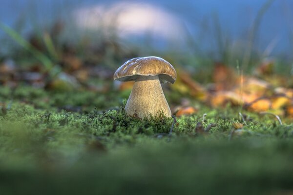 White mushroom in the forest in the moss